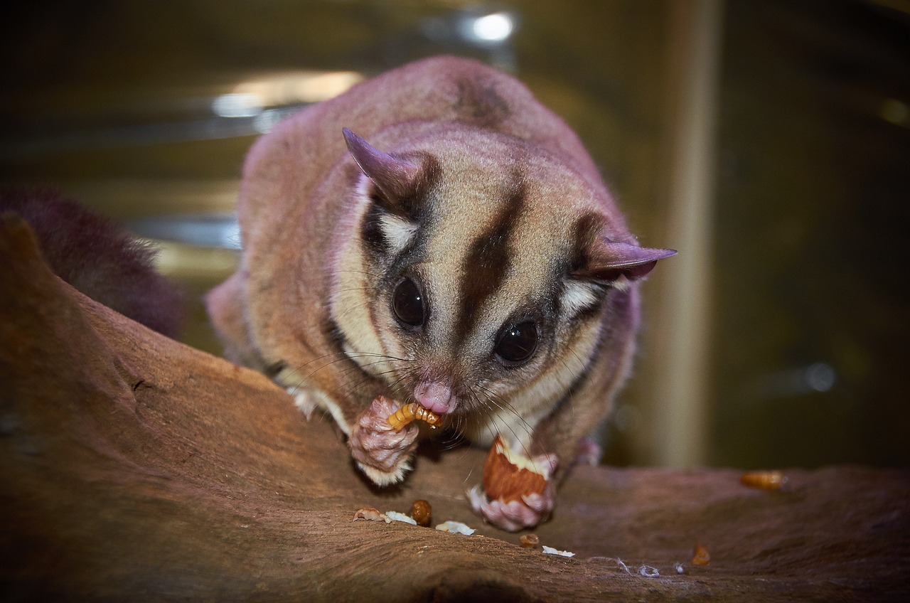 a pet Sugar Glider